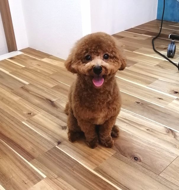 f:id:dogsalon-oluolu:20200926150100j:plain f:id:dogsalon-oluolu:20200926150100j:plain