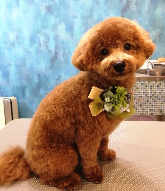 f:id:dogsalon-oluolu:20200926150109j:plain f:id:dogsalon-oluolu:20200926150109j:plain
