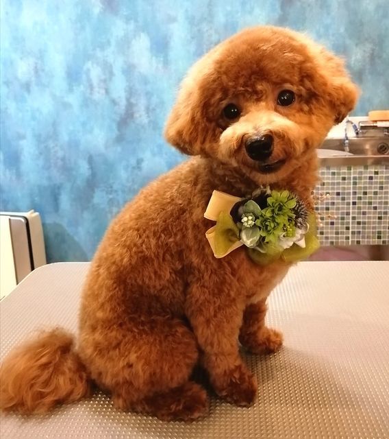 f:id:dogsalon-oluolu:20200926150119j:plain f:id:dogsalon-oluolu:20200926150119j:plain