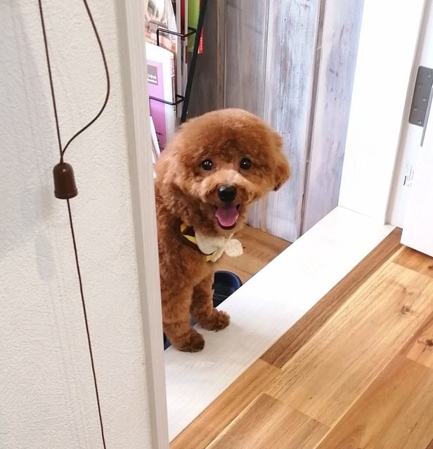 f:id:dogsalon-oluolu:20200926150147j:plain f:id:dogsalon-oluolu:20200926150147j:plain