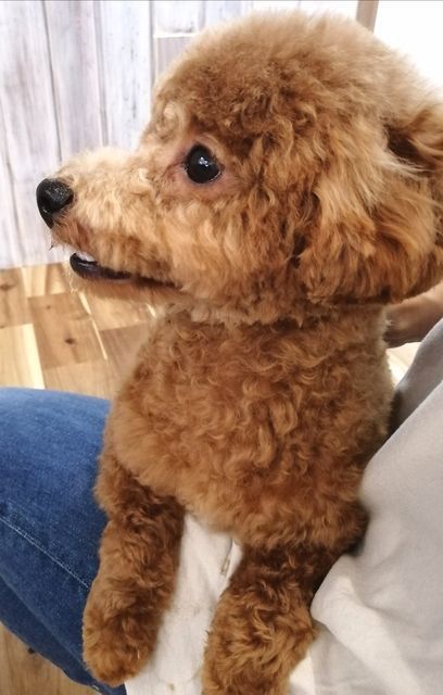 f:id:dogsalon-oluolu:20200926150155j:plain f:id:dogsalon-oluolu:20200926150155j:plain