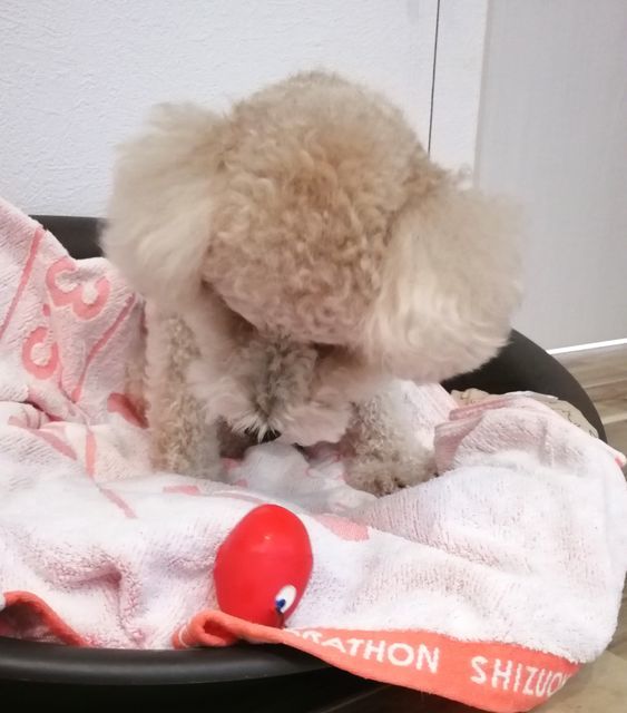 f:id:dogsalon-oluolu:20200929232106j:plain