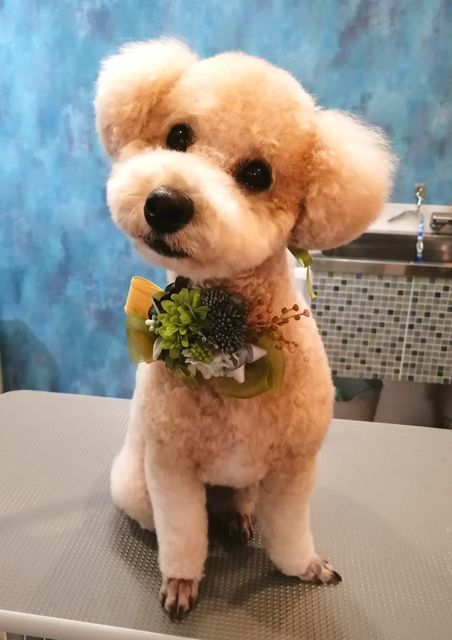 f:id:dogsalon-oluolu:20200929232112j:plain