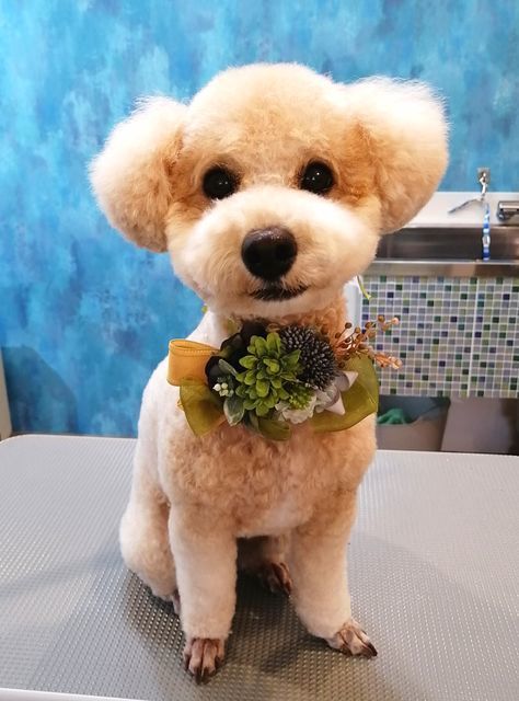 f:id:dogsalon-oluolu:20200929232119j:plain