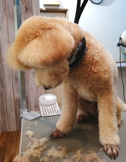 f:id:dogsalon-oluolu:20200929232127j:plain
