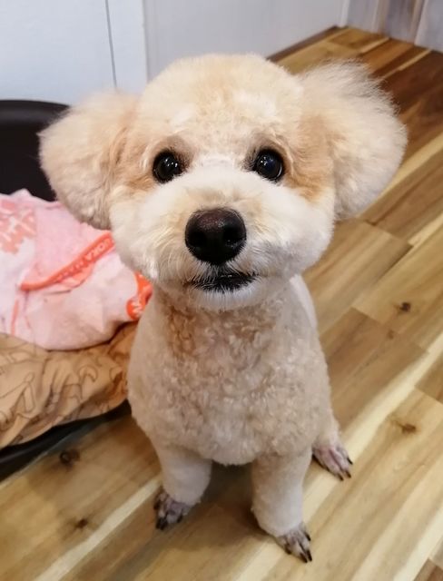 f:id:dogsalon-oluolu:20200929232137j:plain