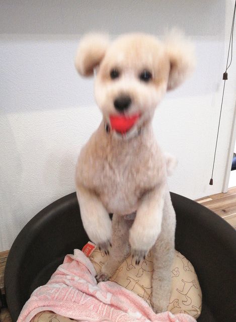 f:id:dogsalon-oluolu:20200929232146j:plain