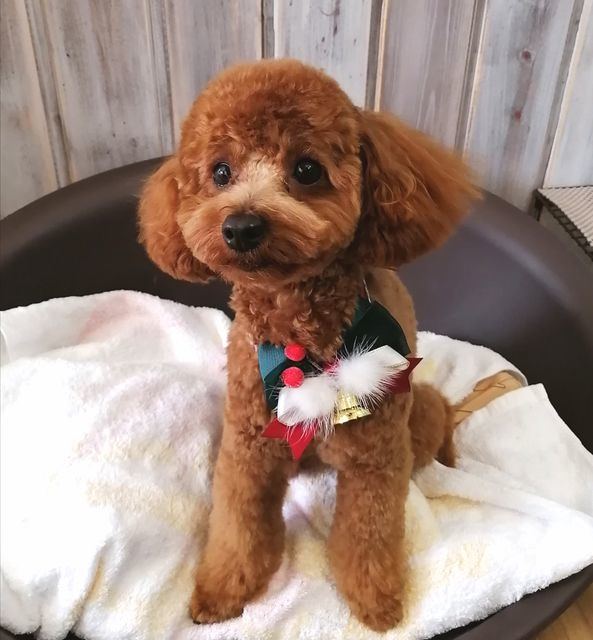 f:id:dogsalon-oluolu:20201128142007j:plain