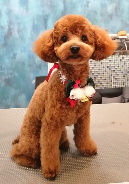 f:id:dogsalon-oluolu:20201128142017j:plain