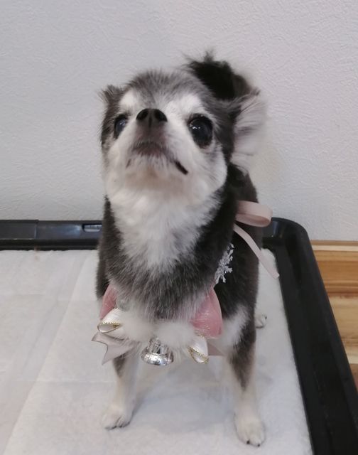 f:id:dogsalon-oluolu:20201130192425j:plain