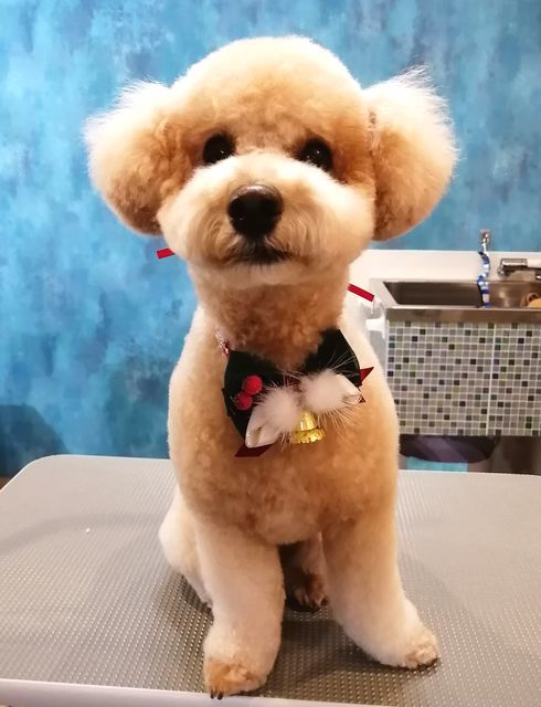 f:id:dogsalon-oluolu:20201214201225j:plain