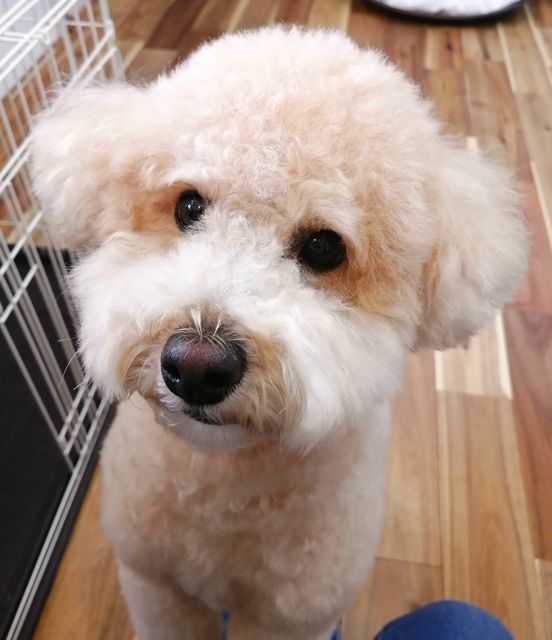f:id:dogsalon-oluolu:20201214201245j:plain