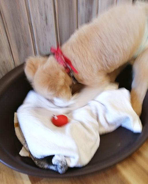 f:id:dogsalon-oluolu:20201214201258j:plain