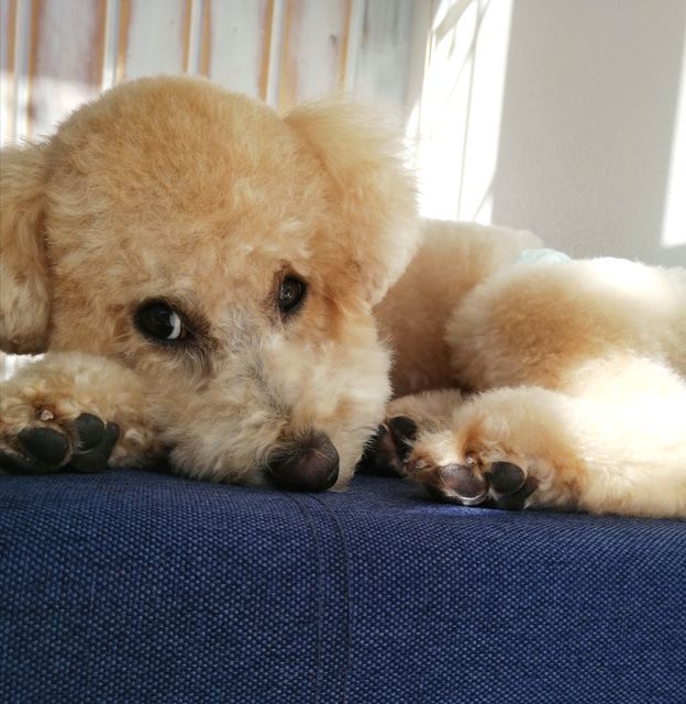 f:id:dogsalon-oluolu:20201214201309j:plain