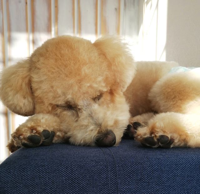 f:id:dogsalon-oluolu:20201214201320j:plain