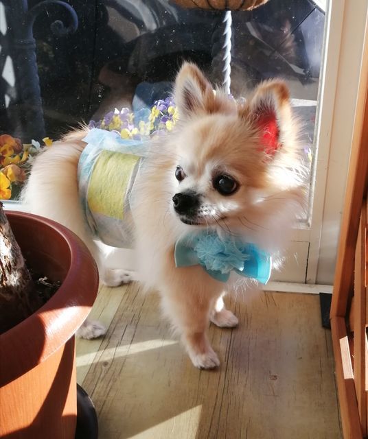 f:id:dogsalon-oluolu:20201220073012j:plain