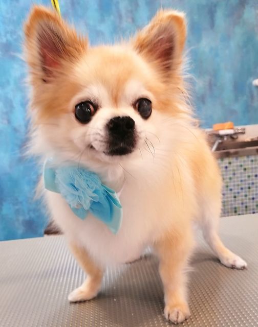 f:id:dogsalon-oluolu:20201220073024j:plain