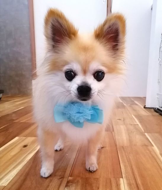 f:id:dogsalon-oluolu:20201220073035j:plain