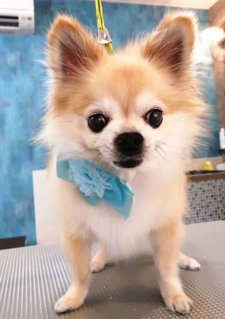 f:id:dogsalon-oluolu:20201220073044j:plain
