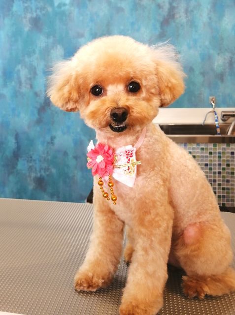 f:id:dogsalon-oluolu:20201225142913j:plain