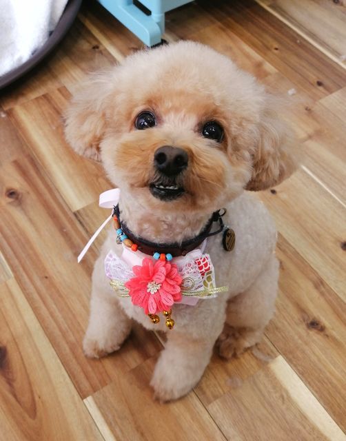 f:id:dogsalon-oluolu:20201225142921j:plain