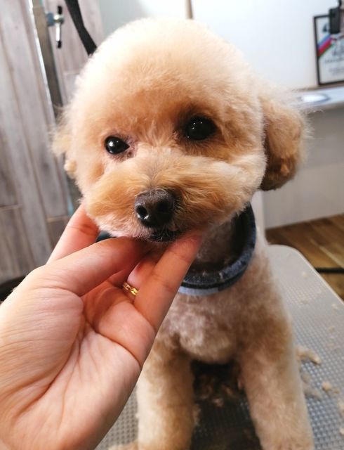 f:id:dogsalon-oluolu:20201225142930j:plain