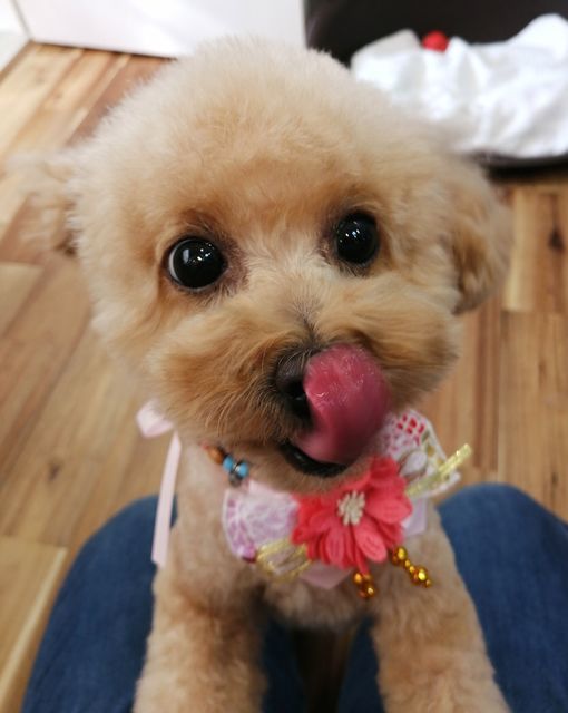 f:id:dogsalon-oluolu:20201225142951j:plain