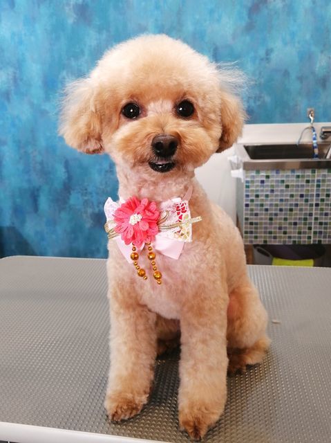 f:id:dogsalon-oluolu:20201225143003j:plain