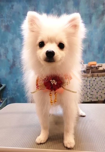 f:id:dogsalon-oluolu:20201228144329j:plain
