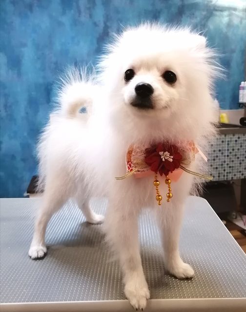 f:id:dogsalon-oluolu:20201228144340j:plain