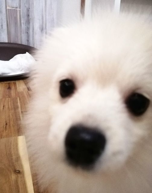 f:id:dogsalon-oluolu:20201228144432j:plain