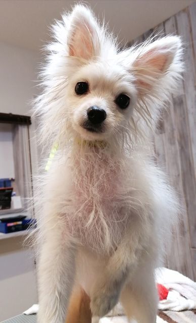 f:id:dogsalon-oluolu:20201228144443j:plain