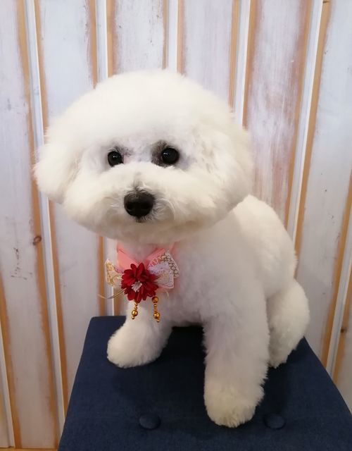 f:id:dogsalon-oluolu:20201231081230j:plain