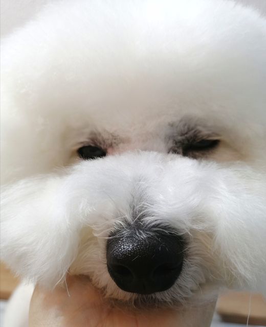 f:id:dogsalon-oluolu:20201231081245j:plain