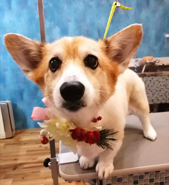 f:id:dogsalon-oluolu:20210123101125j:plain