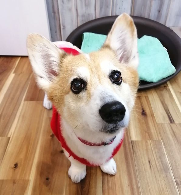 f:id:dogsalon-oluolu:20210123101146j:plain