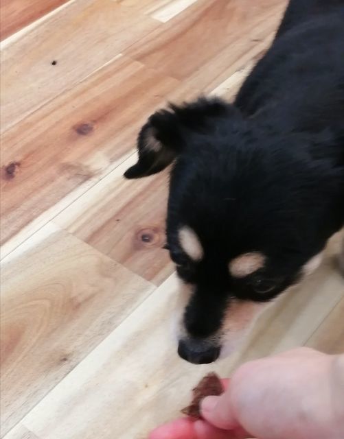 f:id:dogsalon-oluolu:20210220122444j:plain