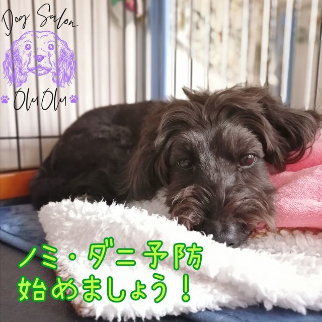 f:id:dogsalon-oluolu:20210312194234j:plain