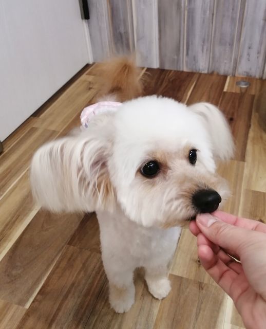 f:id:dogsalon-oluolu:20210314003356j:plain