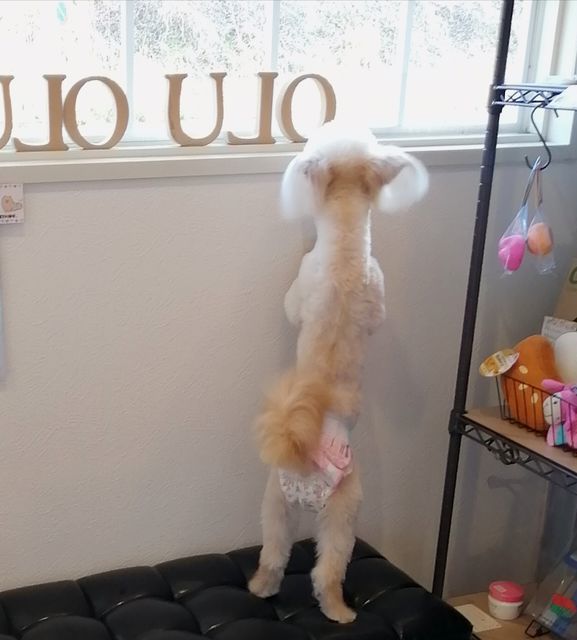 f:id:dogsalon-oluolu:20210314003412j:plain