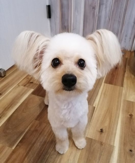 f:id:dogsalon-oluolu:20210314003423j:plain