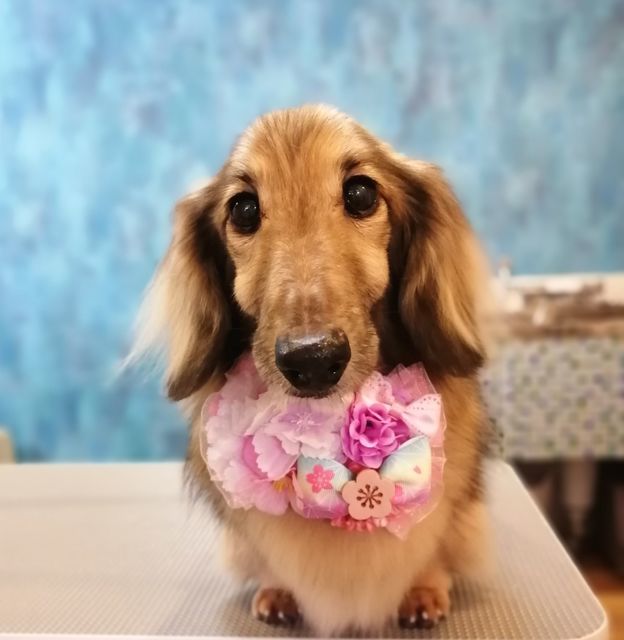 f:id:dogsalon-oluolu:20210314003500j:plain