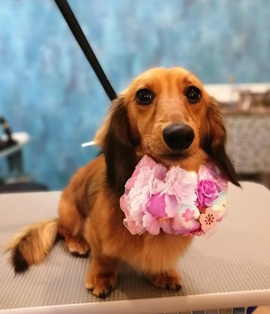 f:id:dogsalon-oluolu:20210314003509j:plain