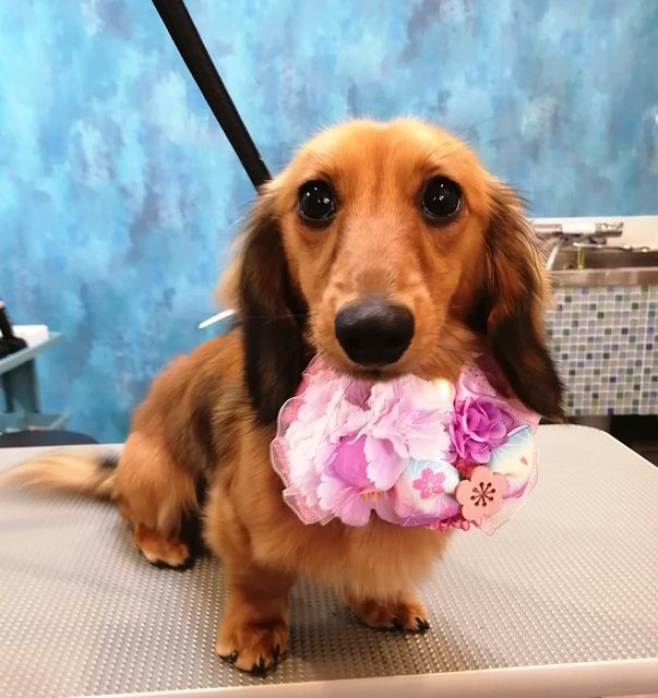 f:id:dogsalon-oluolu:20210314003523j:plain