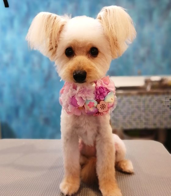 f:id:dogsalon-oluolu:20210314003539j:plain