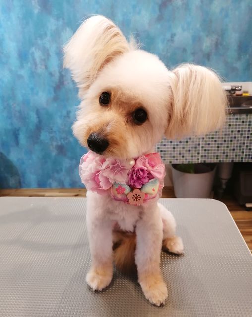 f:id:dogsalon-oluolu:20210314003555j:plain