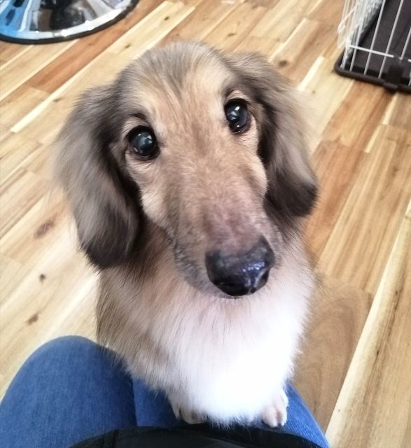 f:id:dogsalon-oluolu:20210314003616j:plain