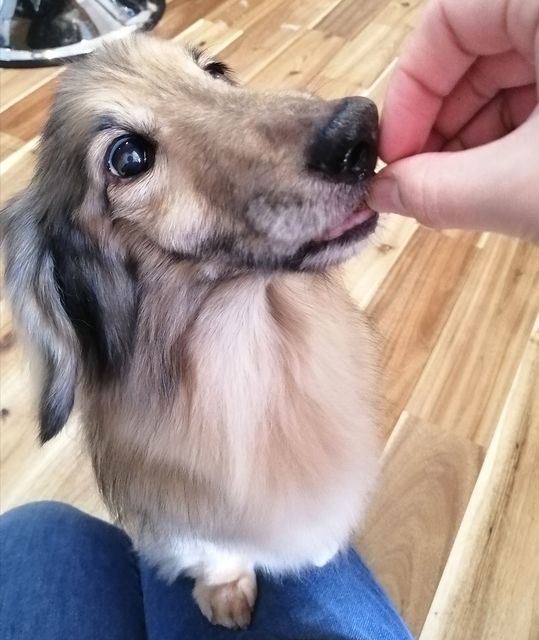 f:id:dogsalon-oluolu:20210314003639j:plain