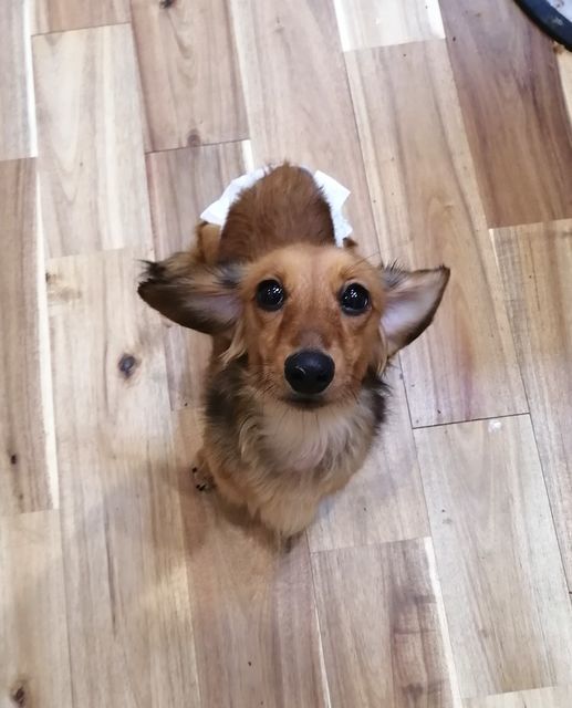 f:id:dogsalon-oluolu:20210314003747j:plain