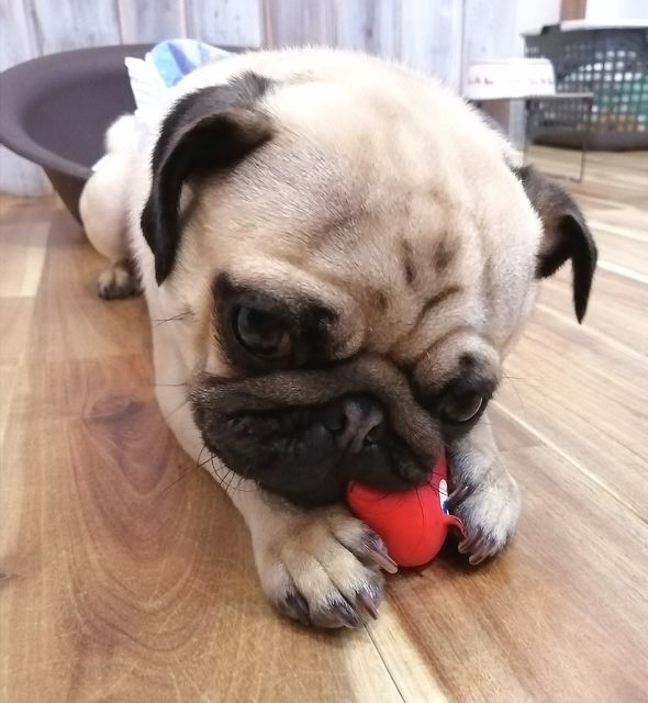 f:id:dogsalon-oluolu:20210314233738j:plain